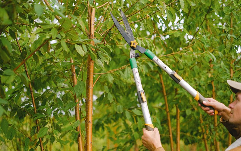 Tree trimming in Danbury, NC