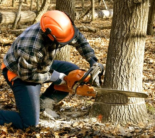 Tree Removal in Danbury, NC